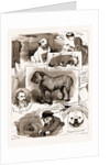 Notes At The Bulldog Club Show, 1883 by Anonymous