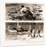 Thrown From His Horse, A Disabled Stockman In The Bush, And Lassoing Colts For Branding, New South Wales by Anonymous