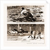 Thrown From His Horse, A Disabled Stockman In The Bush, And Lassoing Colts For Branding, New South Wales by Anonymous