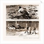 Thrown From His Horse, A Disabled Stockman In The Bush, And Lassoing Colts For Branding, New South Wales by Anonymous