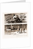 Thrown From His Horse, A Disabled Stockman In The Bush, And Lassoing Colts For Branding, New South Wales by Anonymous