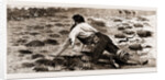 Thrown From His Horse, A Disabled Stockman In The Bush, New South Wales, Australia, 1883 by Anonymous