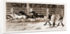 Lassoing Colts For Branding, New South Wales, Australia, 1883 by Anonymous