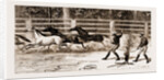Lassoing Colts For Branding, New South Wales, Australia, 1883 by Anonymous