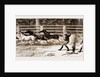 Lassoing Colts For Branding, New South Wales, Australia, 1883 by Anonymous