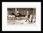 Lassoing Colts For Branding, New South Wales, Australia, 1883 by Anonymous