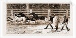 Lassoing Colts For Branding, New South Wales, Australia, 1883 by Anonymous