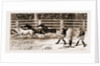 Lassoing Colts For Branding, New South Wales, Australia, 1883 by Anonymous