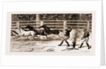 Lassoing Colts For Branding, New South Wales, Australia, 1883 by Anonymous