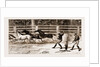 Lassoing Colts For Branding, New South Wales, Australia, 1883 by Anonymous
