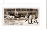 Lassoing Colts For Branding, New South Wales, Australia, 1883 by Anonymous