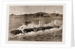 A Runaway Bullock Team, New South Wales, Australia, 1883 by Anonymous