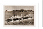 A Runaway Bullock Team, New South Wales, Australia, 1883 by Anonymous