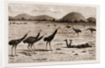 A Native Black Stalking Emeu, New South Wales, Australia, 1883 by Anonymous