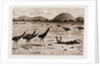 A Native Black Stalking Emeu, New South Wales, Australia, 1883 by Anonymous