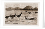 A Native Black Stalking Emeu, New South Wales, Australia, 1883 by Anonymous