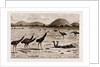 A Native Black Stalking Emeu, New South Wales, Australia, 1883 by Anonymous