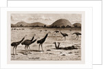 A Native Black Stalking Emeu, New South Wales, Australia, 1883 by Anonymous
