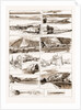 Sketches On The Meuse Between Namur And Givet, 1883 by Anonymous