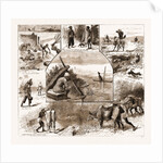 Some Indian Sporting Notes, 1883; The Bait Ready, Quail Snaring With Trained Cattle, Jackal Hunting, Washerman At Work by Anonymous