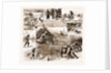 Some Indian Sporting Notes, 1883; The Bait Ready, Quail Snaring With Trained Cattle, Jackal Hunting, Washerman At Work by Anonymous