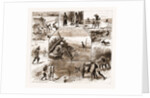 Some Indian Sporting Notes, 1883; The Bait Ready, Quail Snaring With Trained Cattle, Jackal Hunting, Washerman At Work by Anonymous