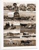 Scenes From An Emigrant's Life In Manitoba, Canada, 1883 by Anonymous
