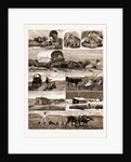 Scenes From An Emigrant's Life In Manitoba, Canada, 1883 by Anonymous