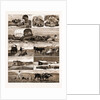 Scenes From An Emigrant's Life In Manitoba, Canada, 1883 by Anonymous