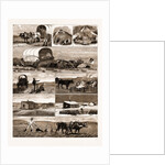 Scenes From An Emigrant's Life In Manitoba, Canada, 1883 by Anonymous