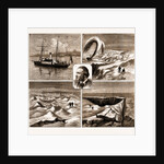 The Nordenskjold Greenland Expedition, 1883 by Anonymous