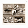 The Nordenskjold Greenland Expedition, 1883 by Anonymous