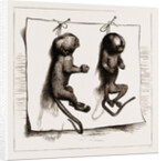 Two Young Marmozets, The First Ever Bred In Europe, 1883 by Anonymous