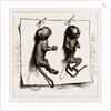 Two Young Marmozets, The First Ever Bred In Europe, 1883 by Anonymous