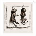 Two Young Marmozets, The First Ever Bred In Europe, 1883 by Anonymous