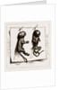 Two Young Marmozets, The First Ever Bred In Europe, 1883 by Anonymous