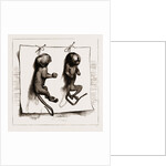 Two Young Marmozets, The First Ever Bred In Europe, 1883 by Anonymous