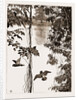 Philodendron Roots And Creeper On The River Quanza, Africa, 1883 by Anonymous