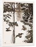 Philodendron Roots And Creeper On The River Quanza, Africa, 1883 by Anonymous