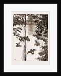 Philodendron Roots And Creeper On The River Quanza, Africa, 1883 by Anonymous