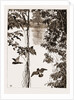 Philodendron Roots And Creeper On The River Quanza, Africa, 1883 by Anonymous
