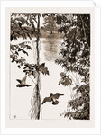 Philodendron Roots And Creeper On The River Quanza, Africa, 1883 by Anonymous