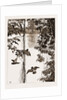 Philodendron Roots And Creeper On The River Quanza, Africa, 1883 by Anonymous