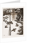 Philodendron Roots And Creeper On The River Quanza, Africa, 1883 by Anonymous