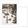 Philodendron Roots And Creeper On The River Quanza, Africa, 1883 by Anonymous