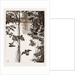 Philodendron Roots And Creeper On The River Quanza, Africa, 1883 by Anonymous