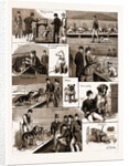 Notes At A Dog Show, 1883 by Anonymous