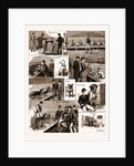 Notes At A Dog Show, 1883 by Anonymous