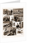 Notes At A Dog Show, 1883 by Anonymous