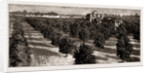 Orange Culture In Florida, 1886 by Anonymous